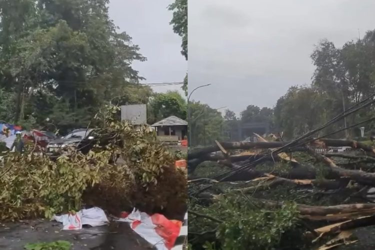 Pohon tumbang di Kabupaten Bogor