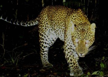 Macan tutul di Taman Gunung Gede-Pangrango/Dok.Taman Nasional Gunung Gede Pangrango