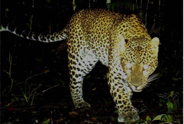 Macan tutul di Taman Gunung Gede-Pangrango/Dok.Taman Nasional Gunung Gede Pangrango