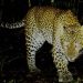 Macan tutul di Taman Gunung Gede-Pangrango/Dok.Taman Nasional Gunung Gede Pangrango