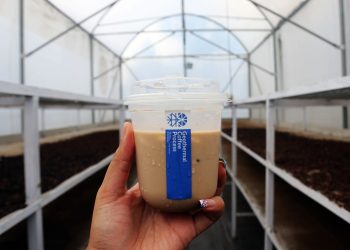 Geothermal Coffee Kamojang