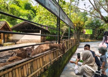 Interaksi antara pengunjung dan satwa di Taman Satwa Cikembulan
