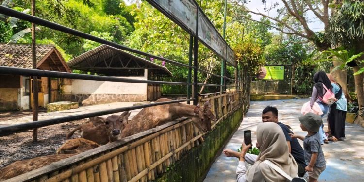 Interaksi antara pengunjung dan satwa di Taman Satwa Cikembulan