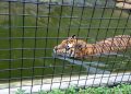 Kondisi Harimau, Kebun Binatang Kota Bandung