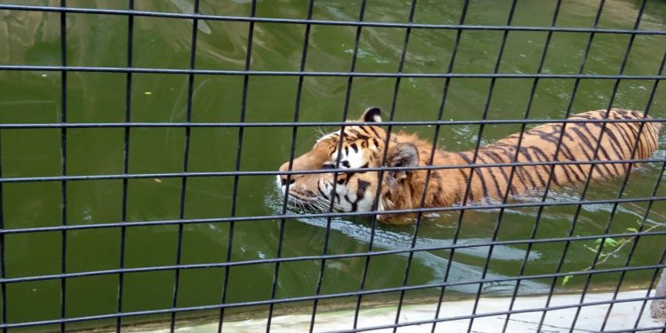 Kondisi Harimau, Kebun Binatang Kota Bandung
