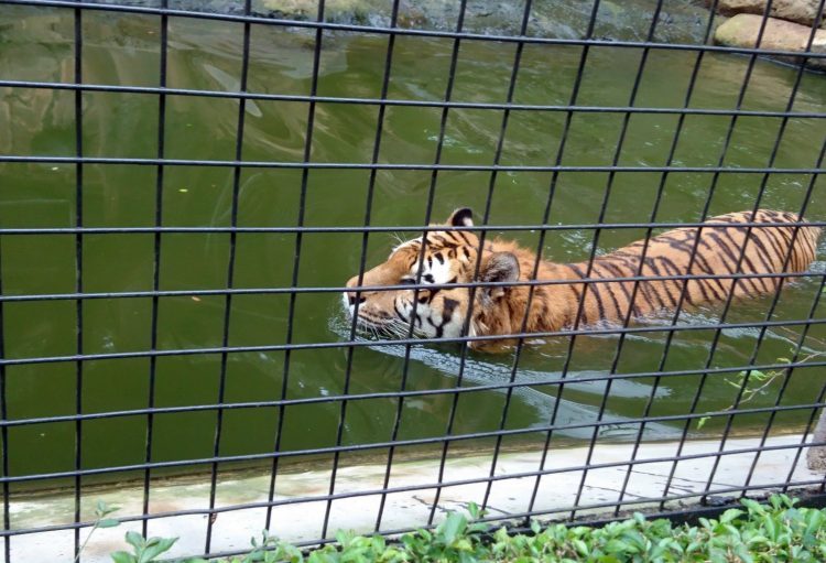 Kondisi Harimau, Kebun Binatang Kota Bandung