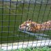 Kondisi Harimau, Kebun Binatang Kota Bandung