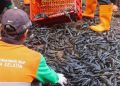 ilustrasi penangkapan massal ikan sapu-sapu Dinas Lingkungan Hidup Jakarta Selatan