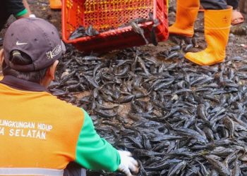 ilustrasi penangkapan massal ikan sapu-sapu Dinas Lingkungan Hidup Jakarta Selatan