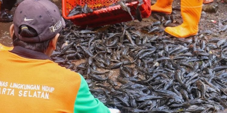 ilustrasi penangkapan massal ikan sapu-sapu Dinas Lingkungan Hidup Jakarta Selatan