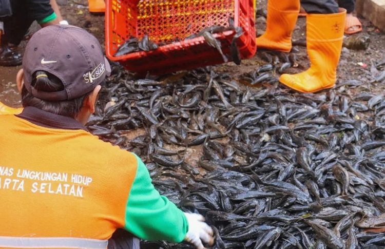ilustrasi penangkapan massal ikan sapu-sapu Dinas Lingkungan Hidup Jakarta Selatan