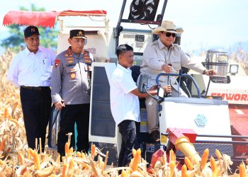 Indonesia mengakhiri impor jagung setelah 53 tahun dan mulai mengekspor.(Foto: Istimewa)